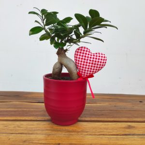 Ficus Microcarpa Ginseng C/ Vaso e Coração