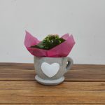 Chávena C/ Kalanchoe - V.15