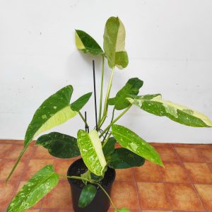 Philodendron Jose Buono