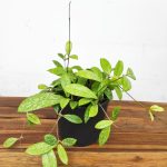 Hoya Crassipetiolata 'Splash'