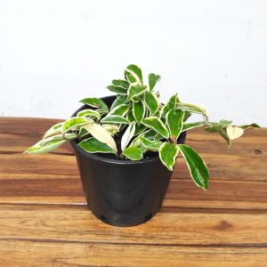 Hoya Carnosa 'Krimson Queen'