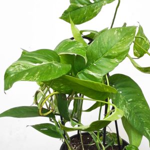 Epipremnum pinnatum ‘Albo Variegata’