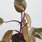 Philodendron Orange Princess