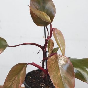 Philodendron Orange Princess