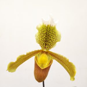 Paphiopedilum V.19