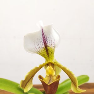 Paphiopedilum V.12