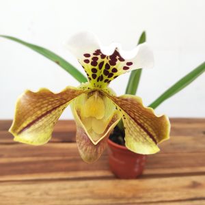 Paphiopedilum V.12