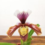 Paphiopedilum V.12