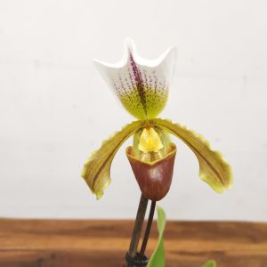 Paphiopedilum V.12