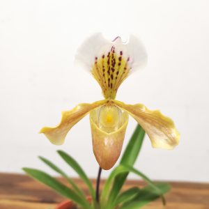 Paphiopedilum V.12