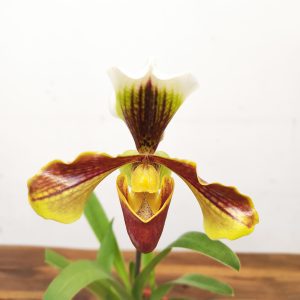 Paphiopedilum V.12