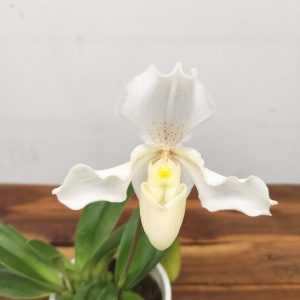Paphiopedilum V.12
