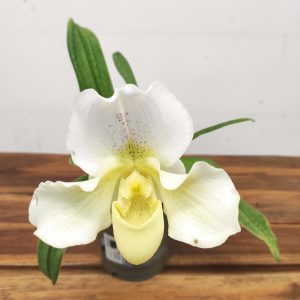 Paphiopedilum V.12