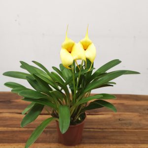 Masdevallia - V.9