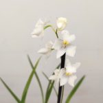 Osmoglossum Pulchellum