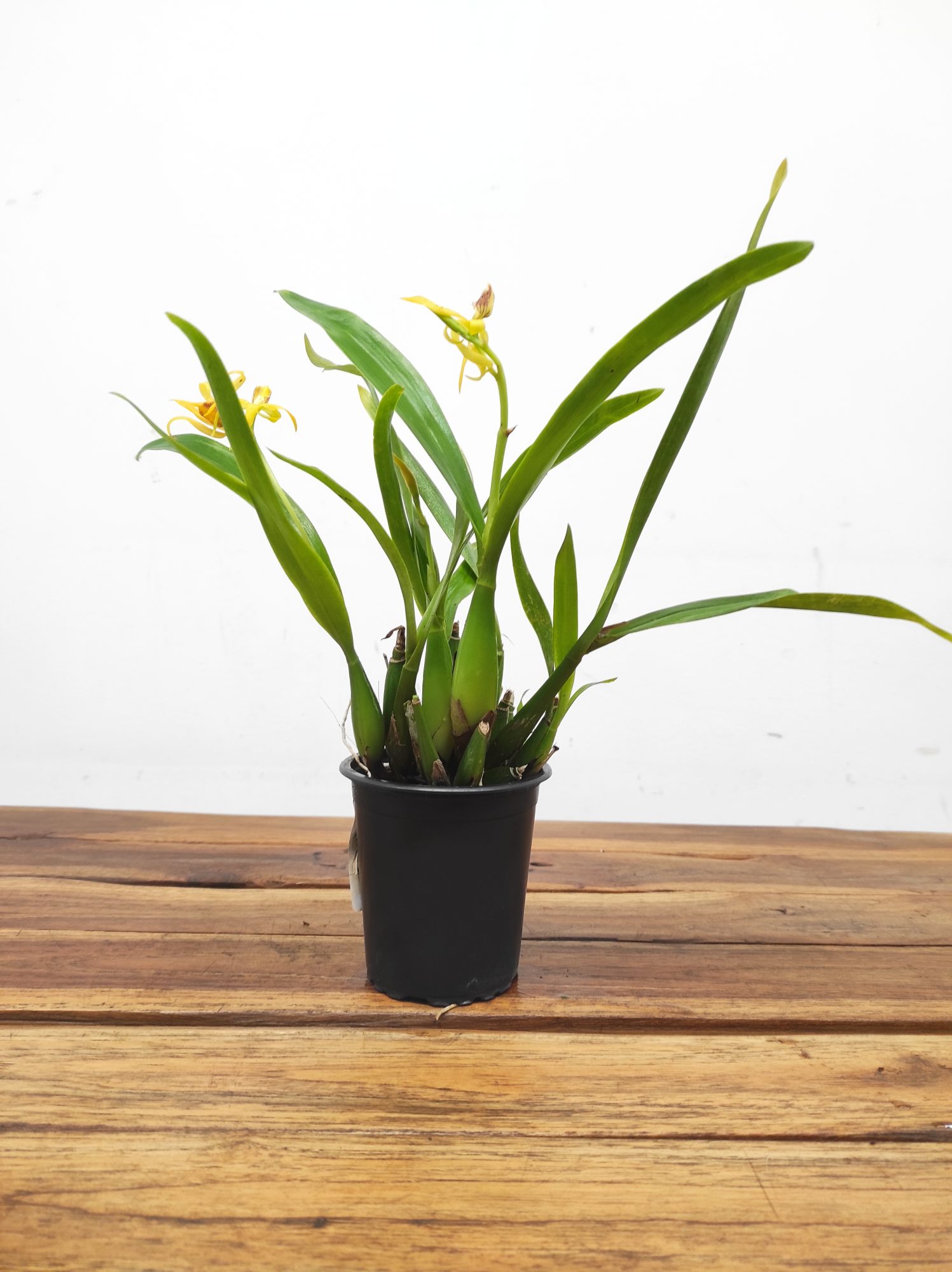 Encyclia Radiata - Image 2