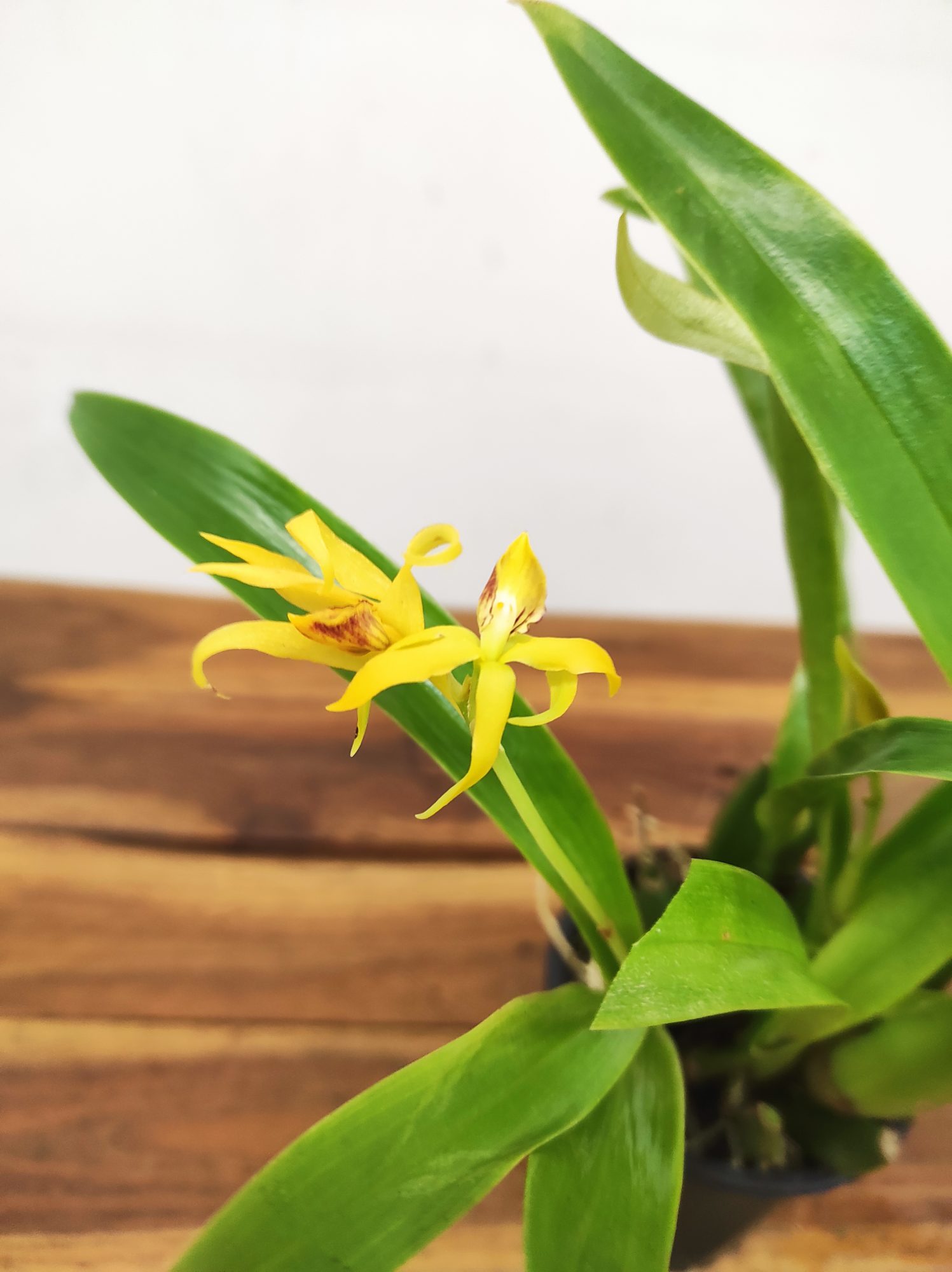 Encyclia Radiata