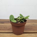 Schomburgkia Thompsoniana - Sem Flor