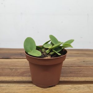 Schomburgkia Thompsoniana - Sem Flor