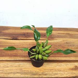 Dendrochilum Convallariiforme- Sem Flor