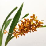 Encyclia V.9