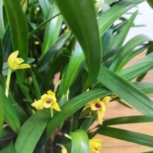 Maxillaria Variabillis