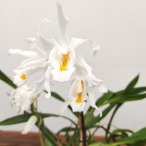 Coelogyne Cristata