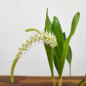 Dendrochilum Glumaceum