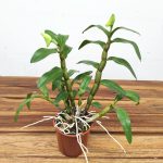 Dendrobium Jiaho Candy