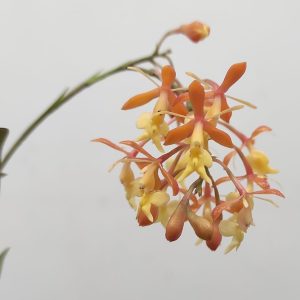Epidendrum V.6 - Sem Flor