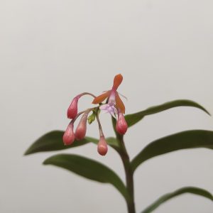 Epidendrum V.6