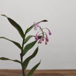Epidendrum V.6