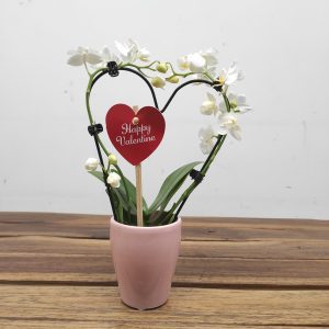 Phalaenopsis Mini C/ Vaso - Happy Valentine