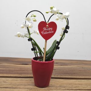 Phalaenopsis Mini C/ Vaso - Happy Valentine