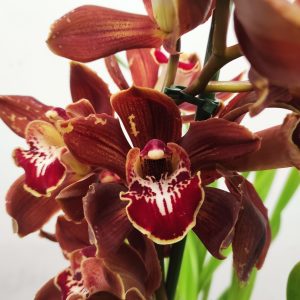 Cymbidium Flor Grande Toscana 1 Haste - Ernestina