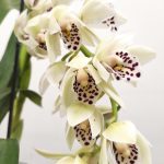 Cymbidium Semi-Pendula 2 Hastes