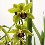 Cymbidium Semi-Pendula 2 Hastes