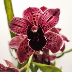Cymbidium Irma La Douce - 1 Haste