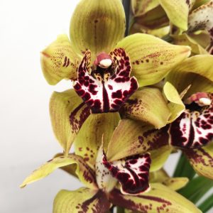 Cymbidium Especial 2 Hastes