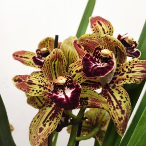 Cymbidium Especial 3 Hastes