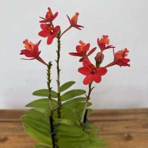 Epidendrum Radicans
