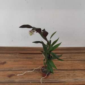 Epidendrum V.6