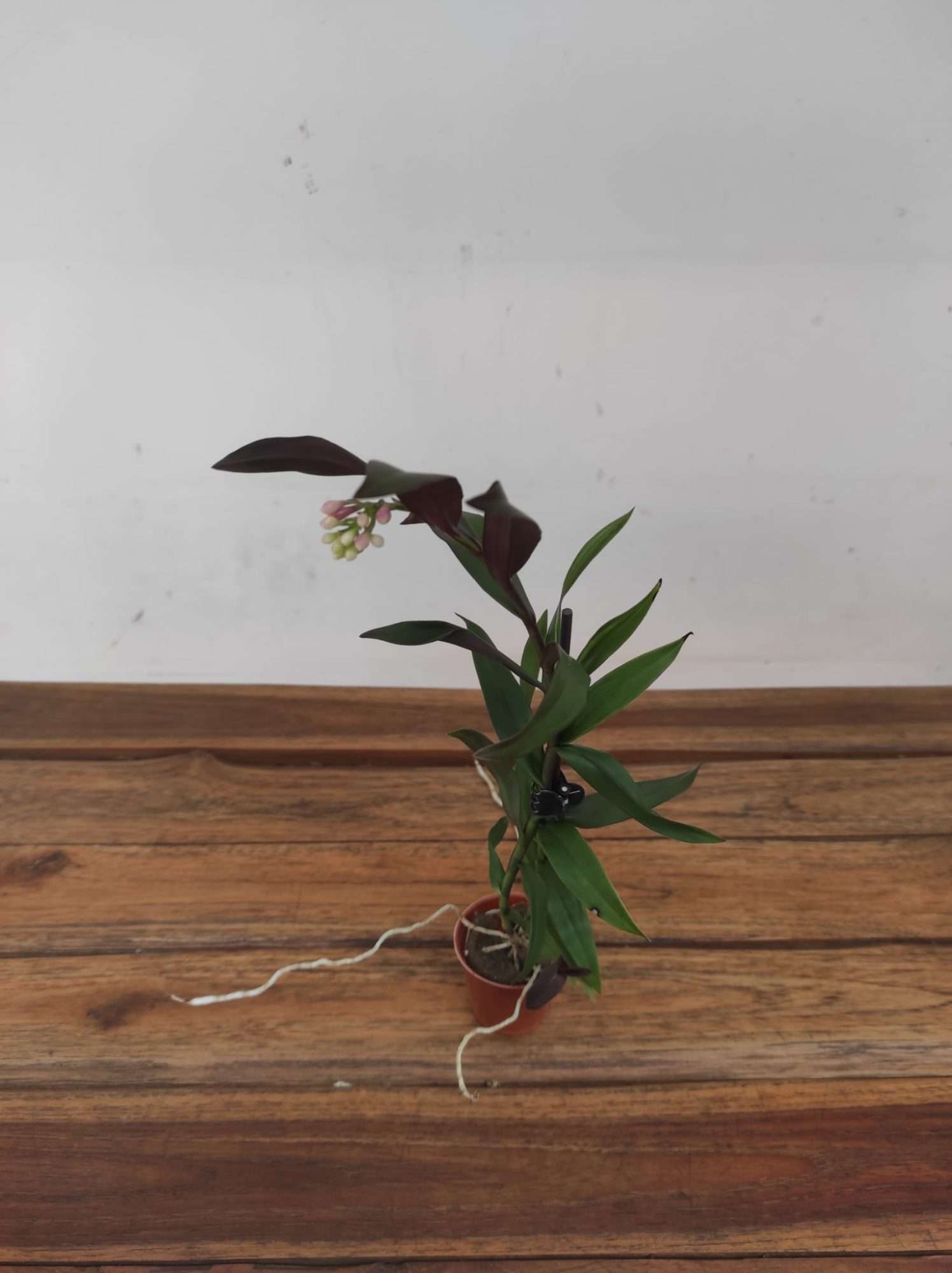 Epidendrum V.6