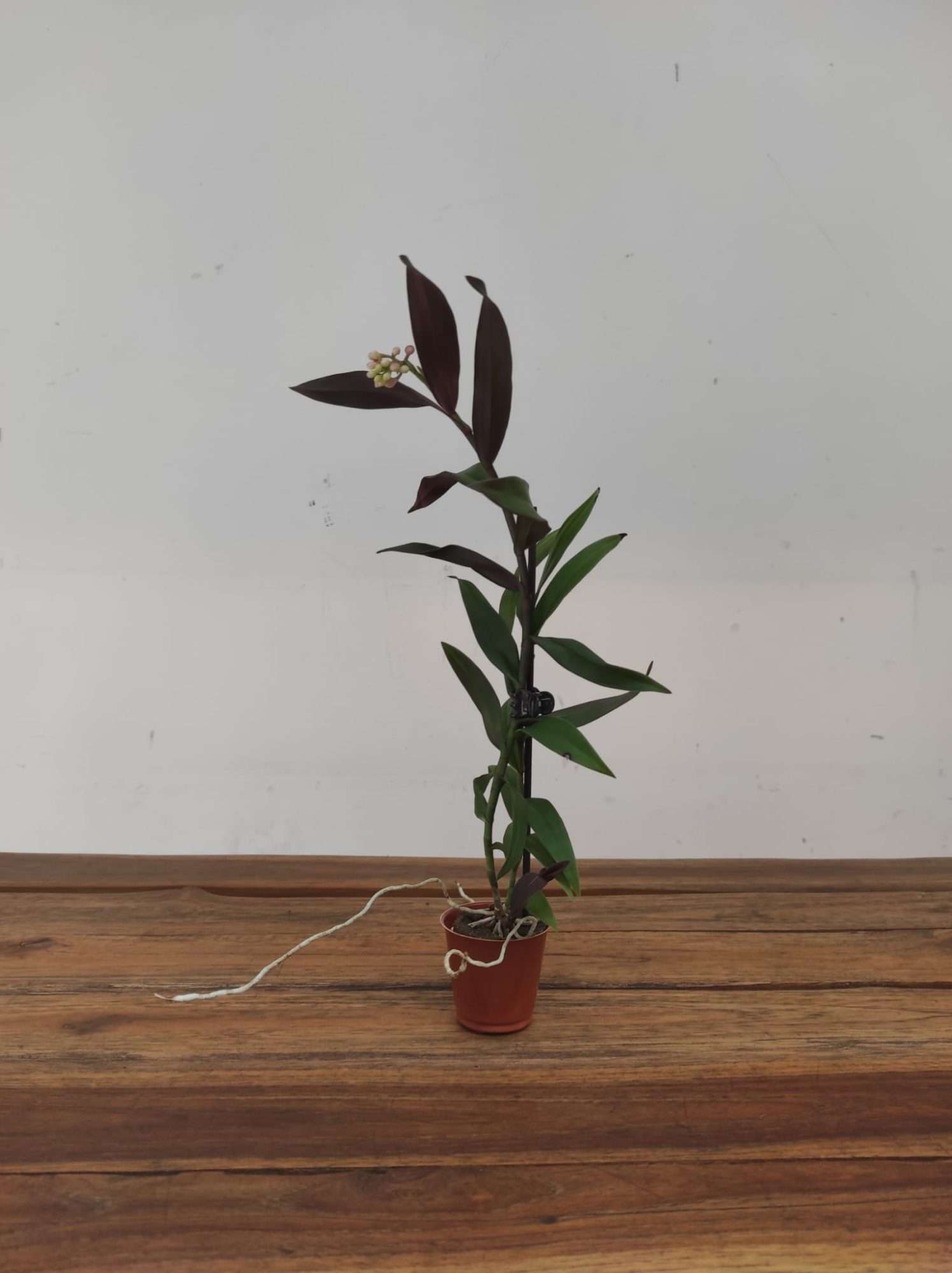 Epidendrum V.6 - Image 2