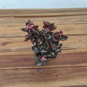 Peperomia Colombiana - V.6