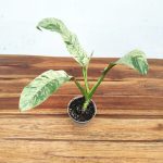 Anthurium Bonplandii Variegata - V.7