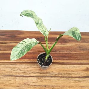 Anthurium Bonplandii Variegata - V.7