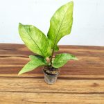 Rhaphidophora Variegata v.7