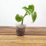 Philodendron Grazielie  - V.7