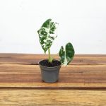 Alocasia Frydek Variegata - V.6